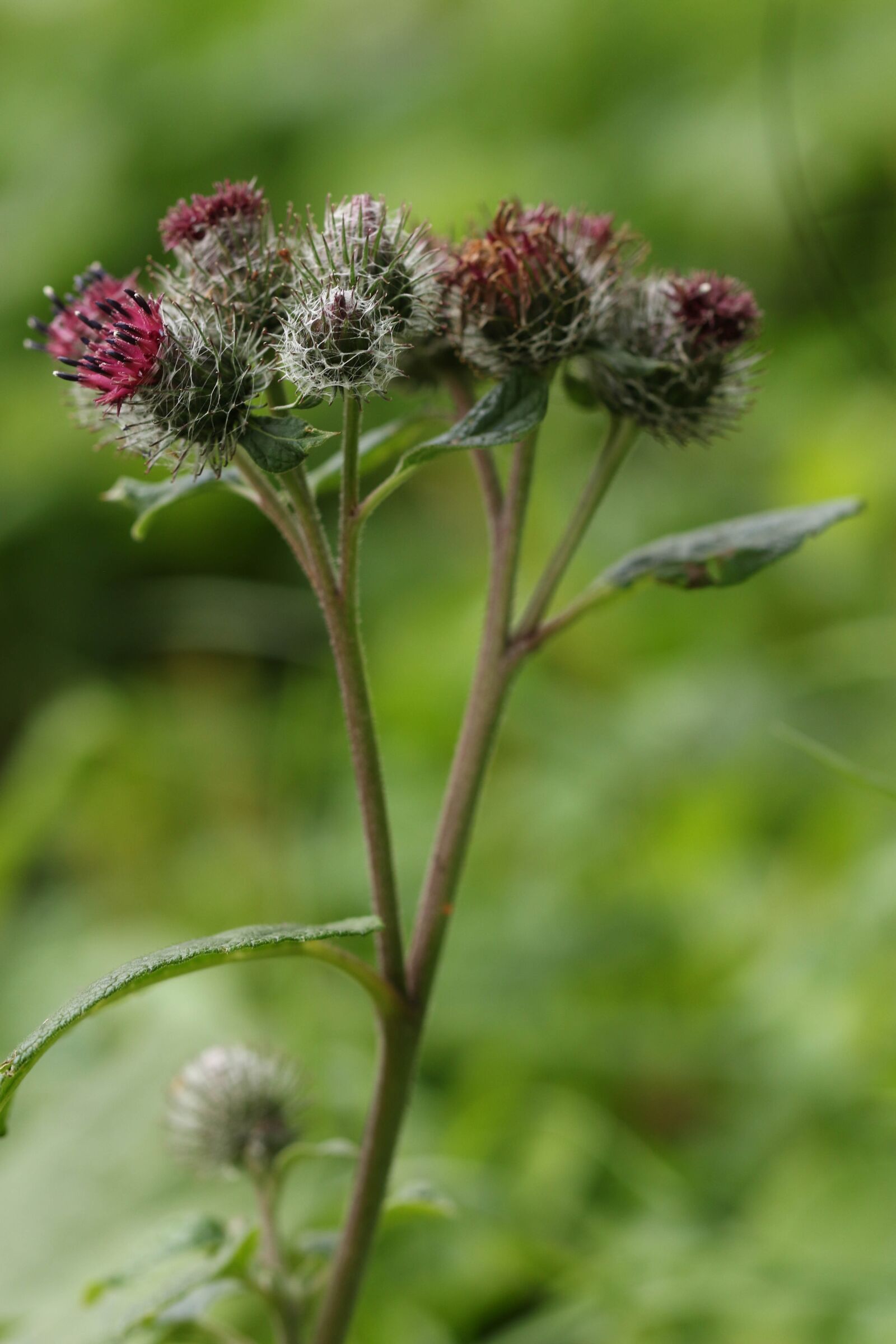 Canon EOS 7D Mark II sample photo. Flower, wildflower, nature photography