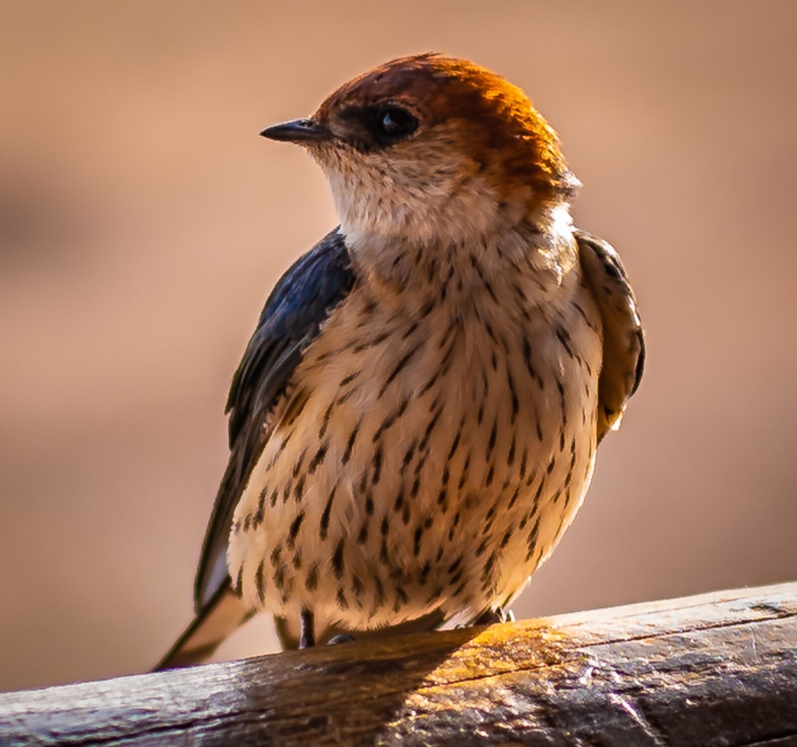 Nikon D750 sample photo. Bird, schwalbe, close up photography
