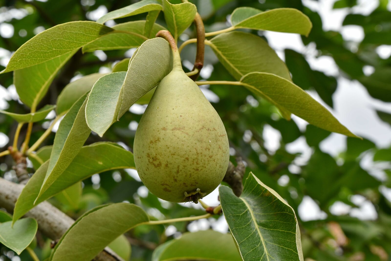 Nikon D5500 sample photo. Greenish yellow, orchard, pear photography