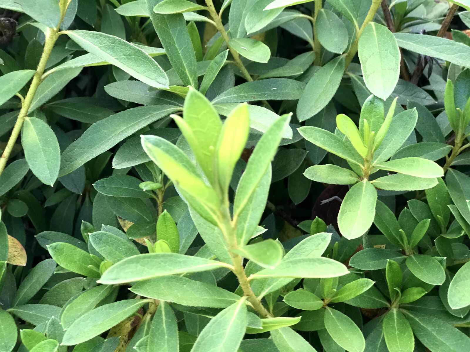 Apple iPhone 7 Plus sample photo. Green, bush, leaves photography