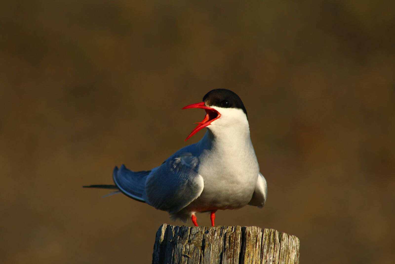 Canon EF75-300mm f/4-5.6 sample photo. Bird, freedom, winter photography