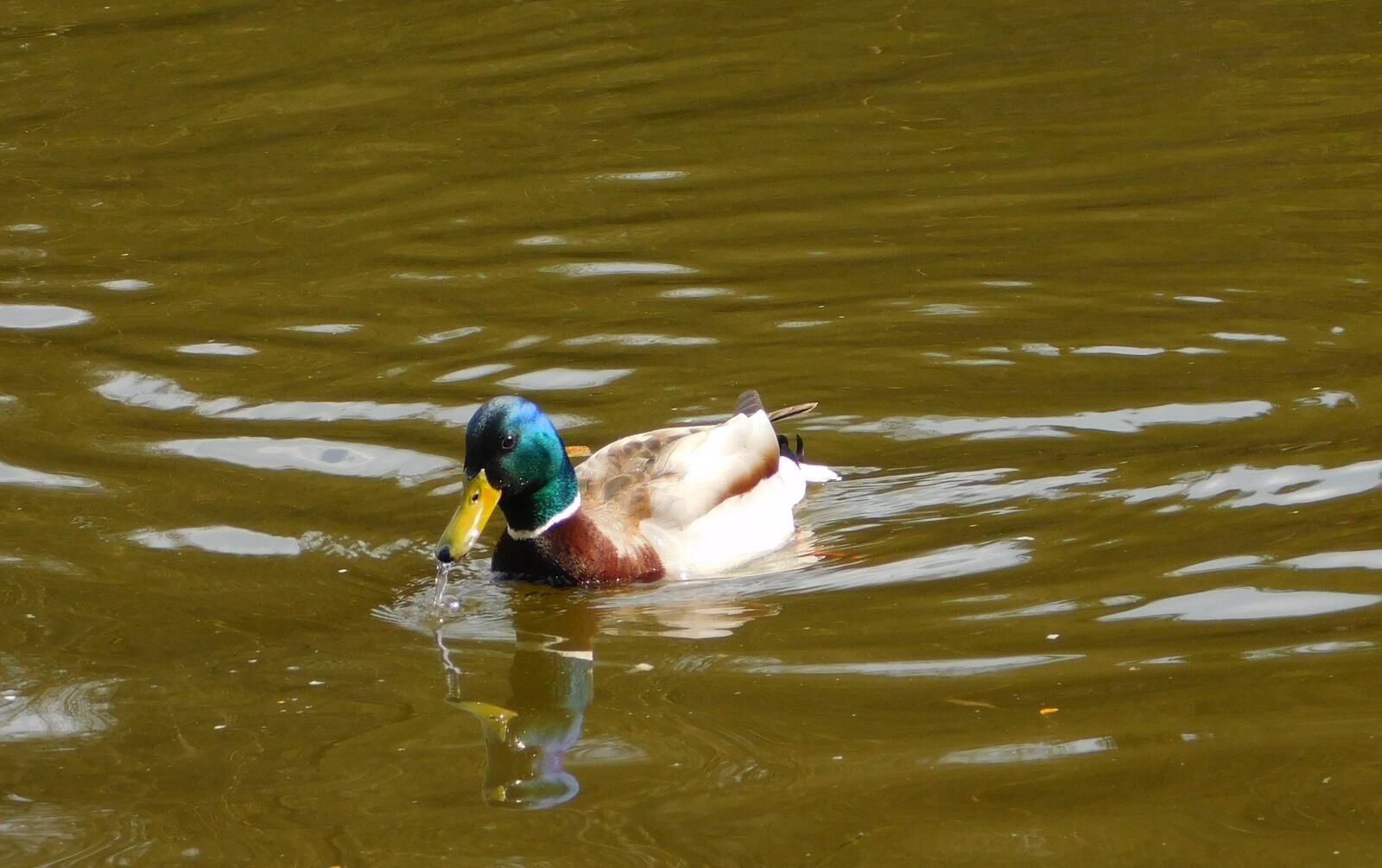 Nikon Coolpix L840 sample photo. Mallard, swim, water bird photography
