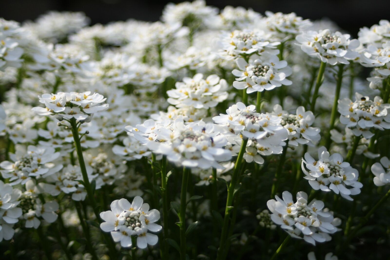 Canon EOS 350D (EOS Digital Rebel XT / EOS Kiss Digital N) sample photo. White, flowers, nature photography