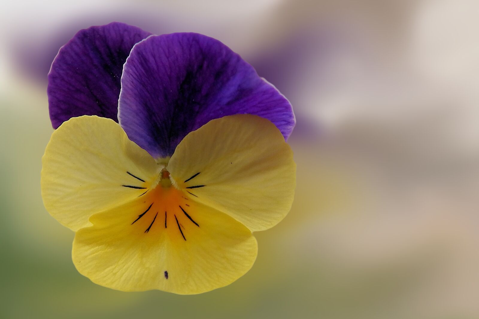 Fujifilm FinePix SL1000 sample photo. Pansy, flower, blossom photography
