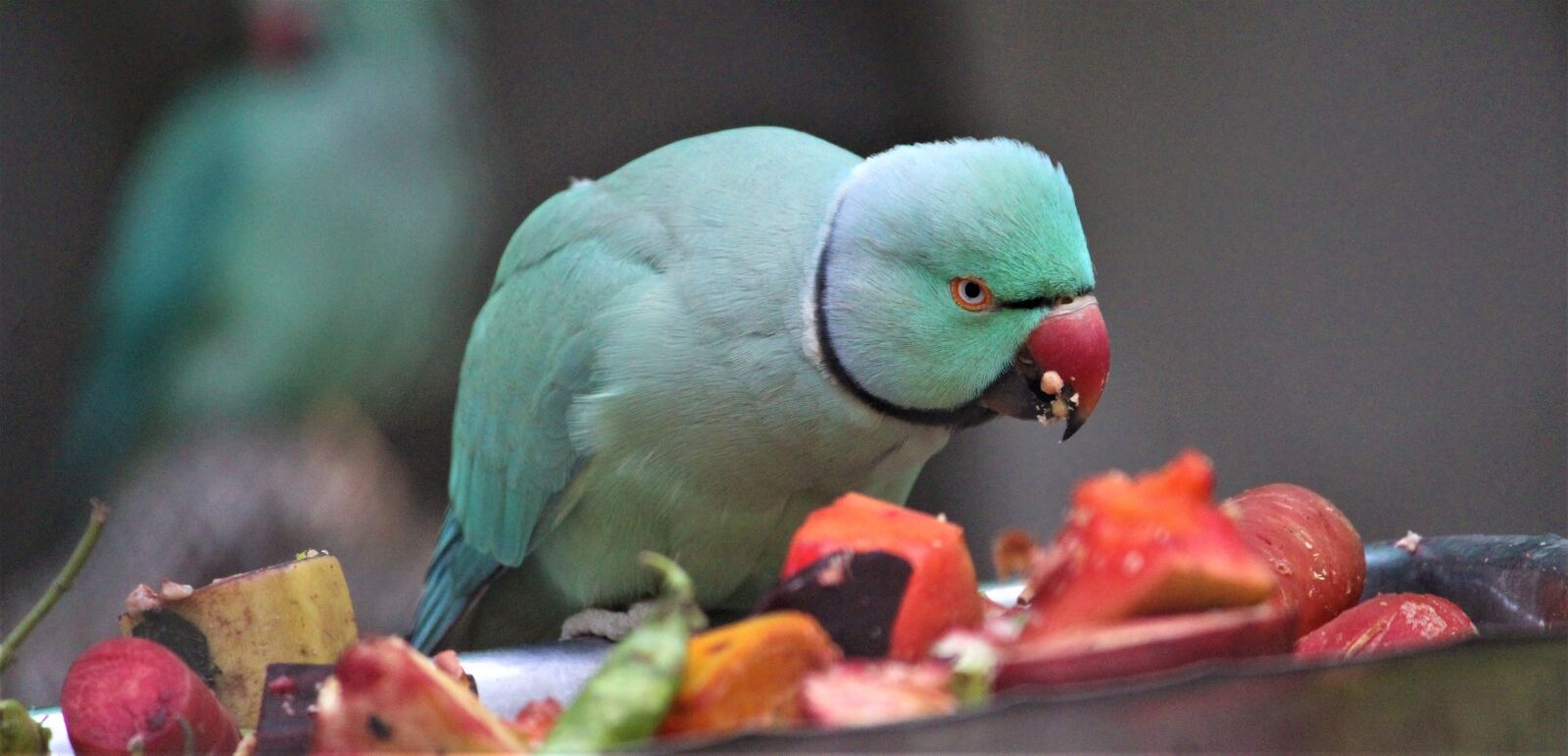 Canon EOS 1200D (EOS Rebel T5 / EOS Kiss X70 / EOS Hi) sample photo. Parrot, food, bird photography