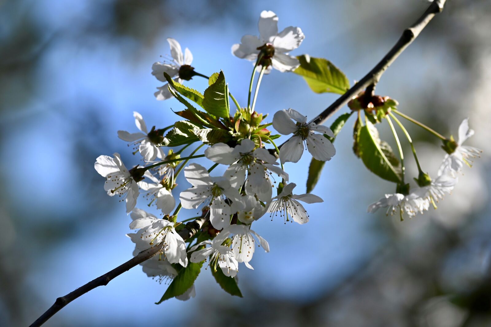 Nikon Z6 sample photo. Cherry blossom, cherry tree photography