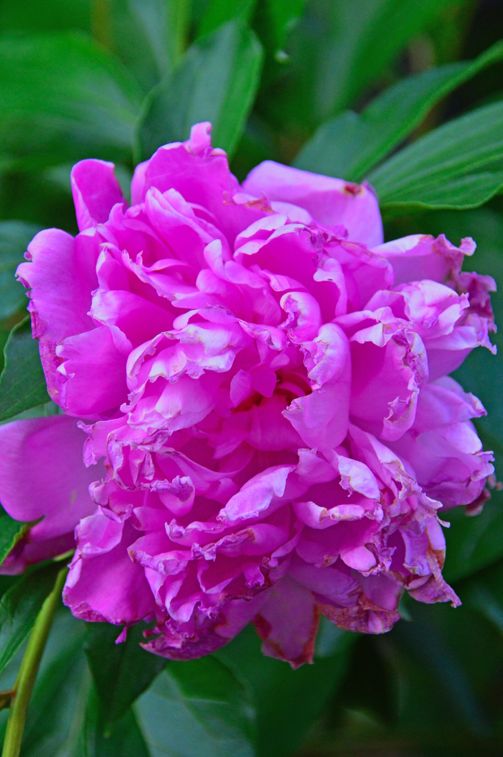 Nikon D3200 sample photo. Pink, rose, peony photography