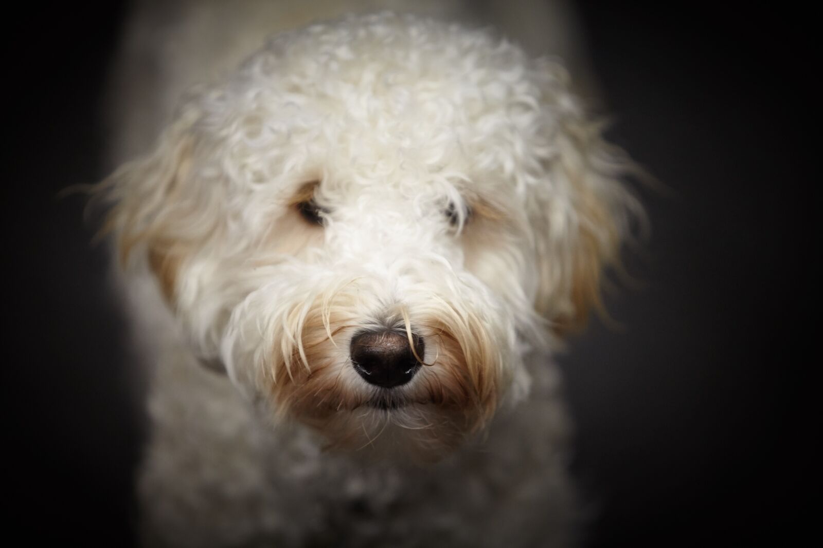 Canon EOS 5D Mark II sample photo. Puppy, labradoodle, white dog photography