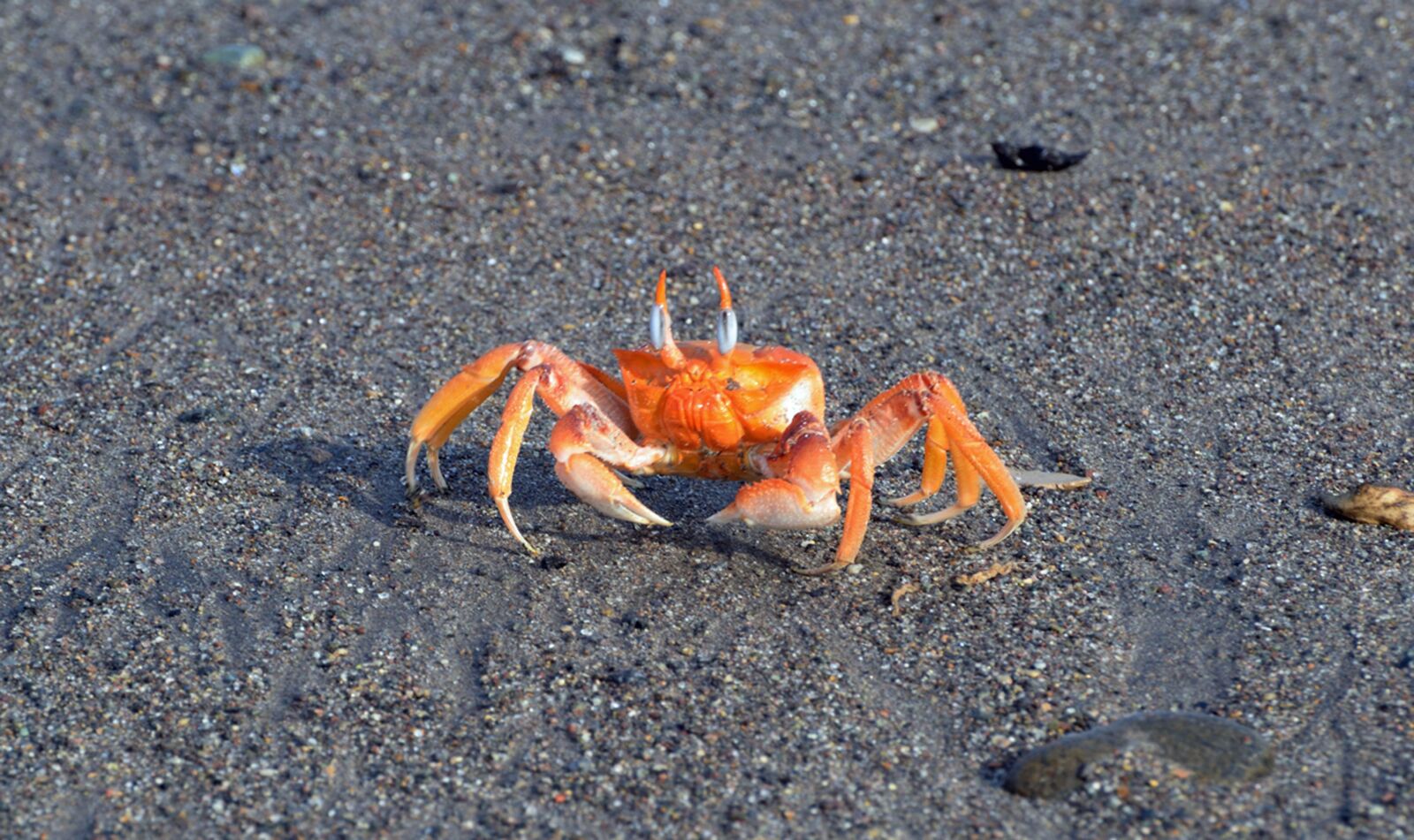 Nikon D610 sample photo. Crab, crustacean, sand photography