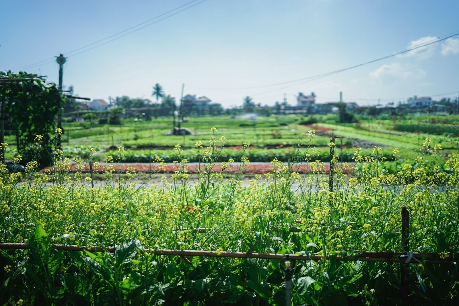 Sony a7 + Sony Distagon T* FE 35mm F1.4 ZA sample photo. Scene, paddy field, clouds photography