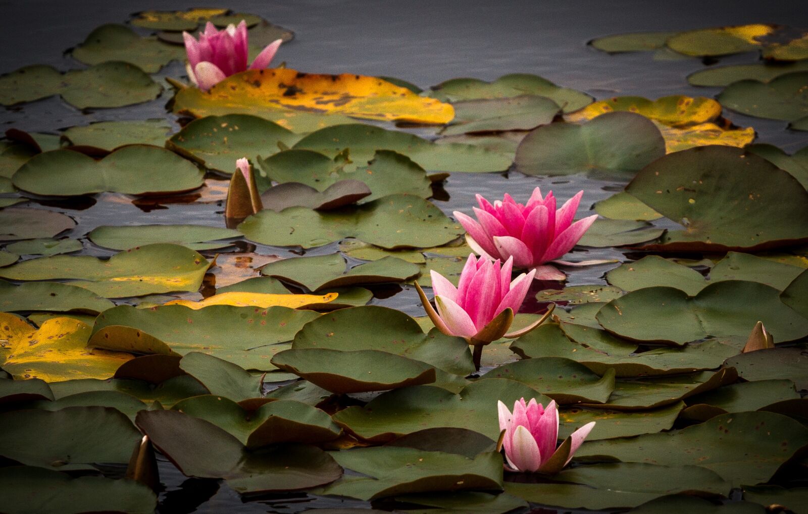 Canon EF 70-200mm F4L USM sample photo. Water lilies, water, aquatic photography