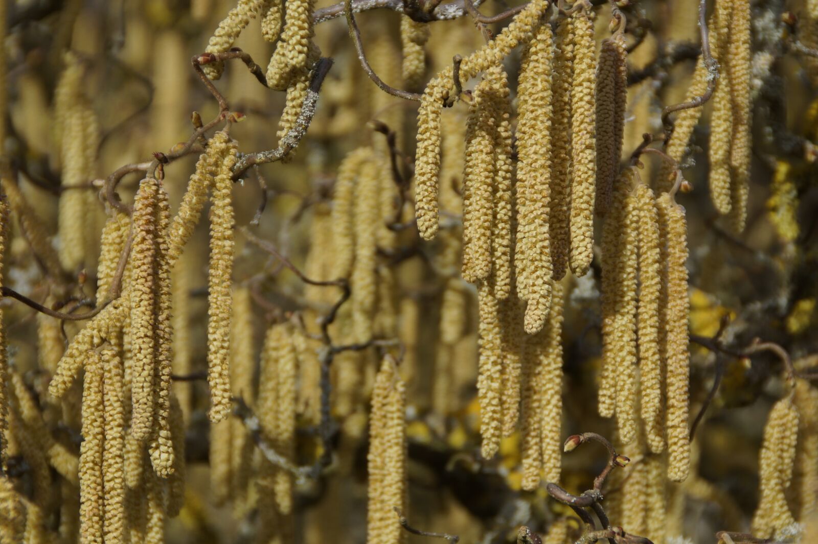 Sony SLT-A58 sample photo. Plant, nature, growth photography