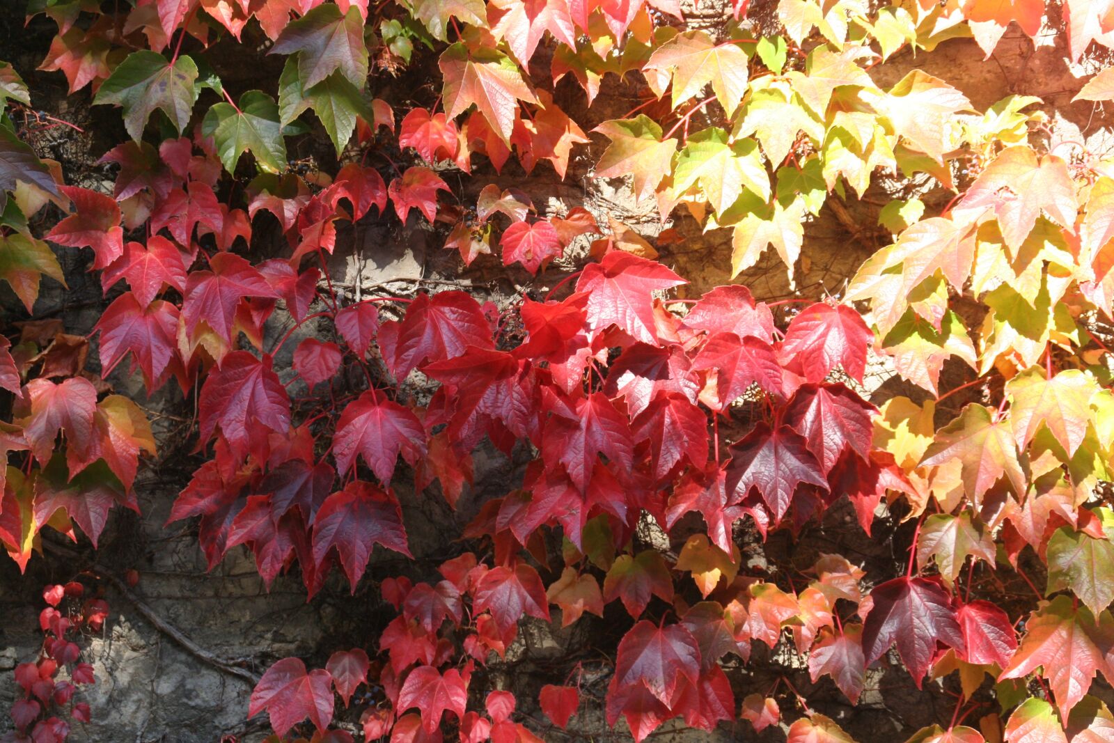 Canon EOS 350D (EOS Digital Rebel XT / EOS Kiss Digital N) sample photo. Fall color, leaves, wine photography