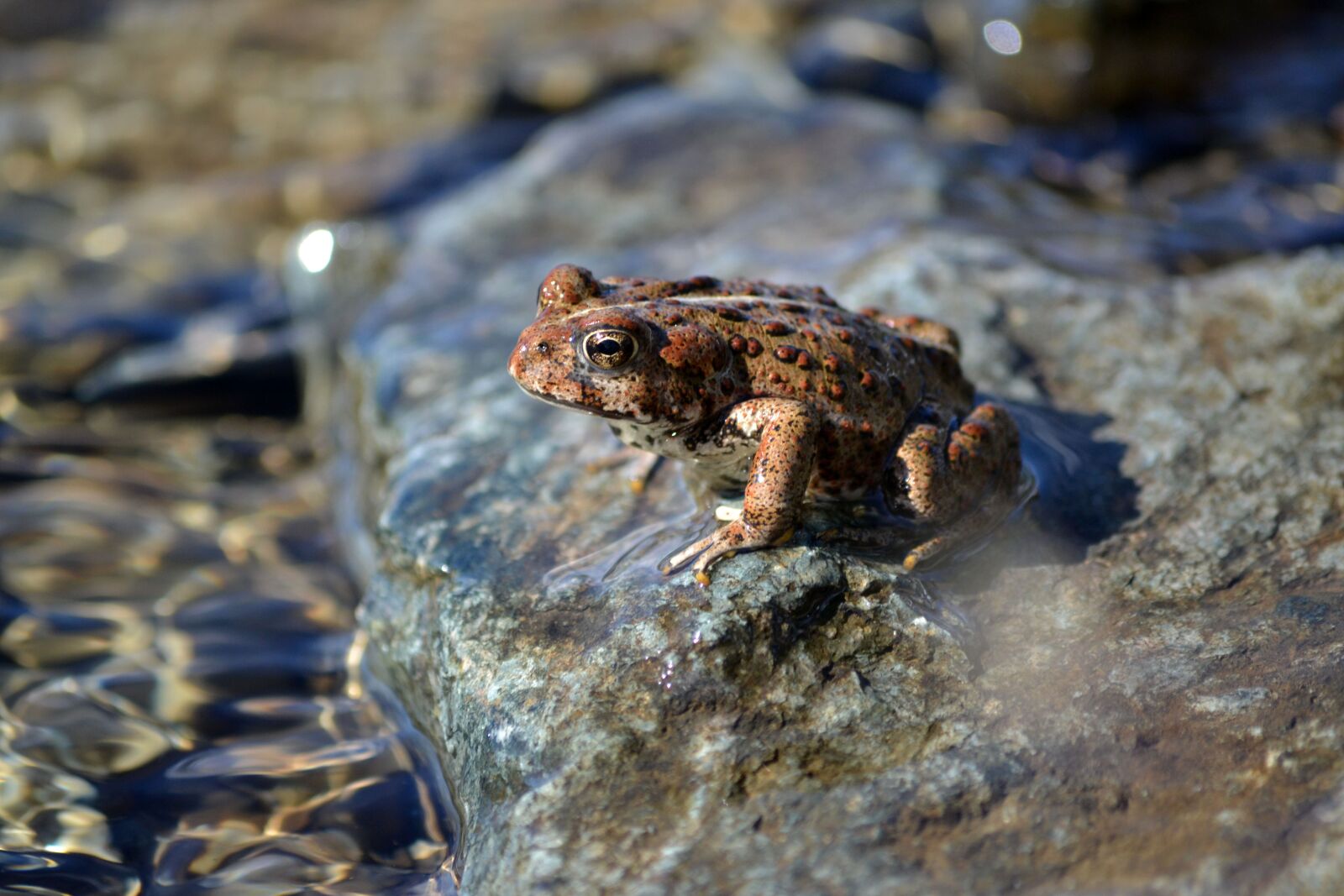 Nikon D3100 sample photo. Frog, log, water photography