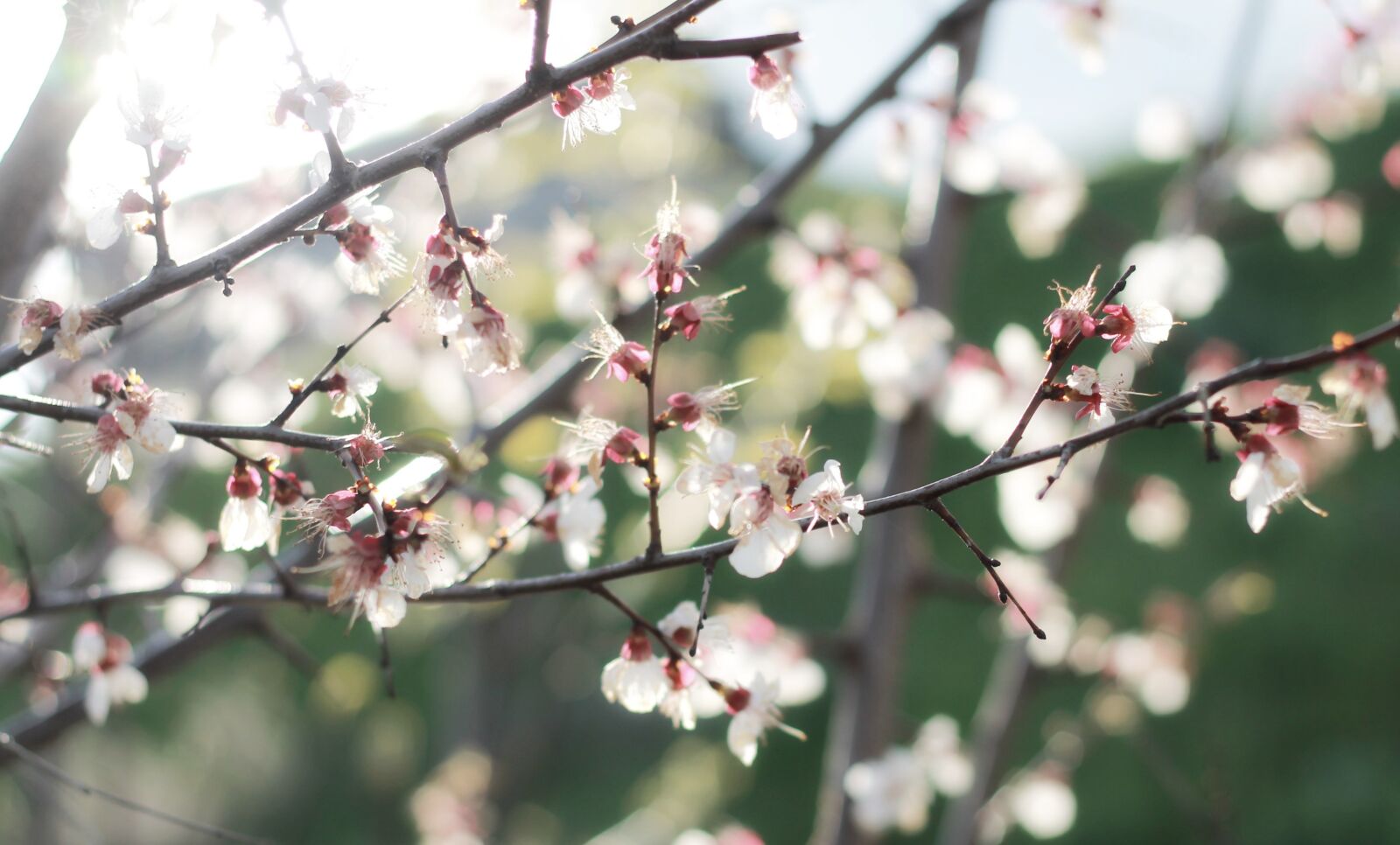 Canon EOS 1100D (EOS Rebel T3 / EOS Kiss X50) sample photo. Spring, blossom, sunshine photography