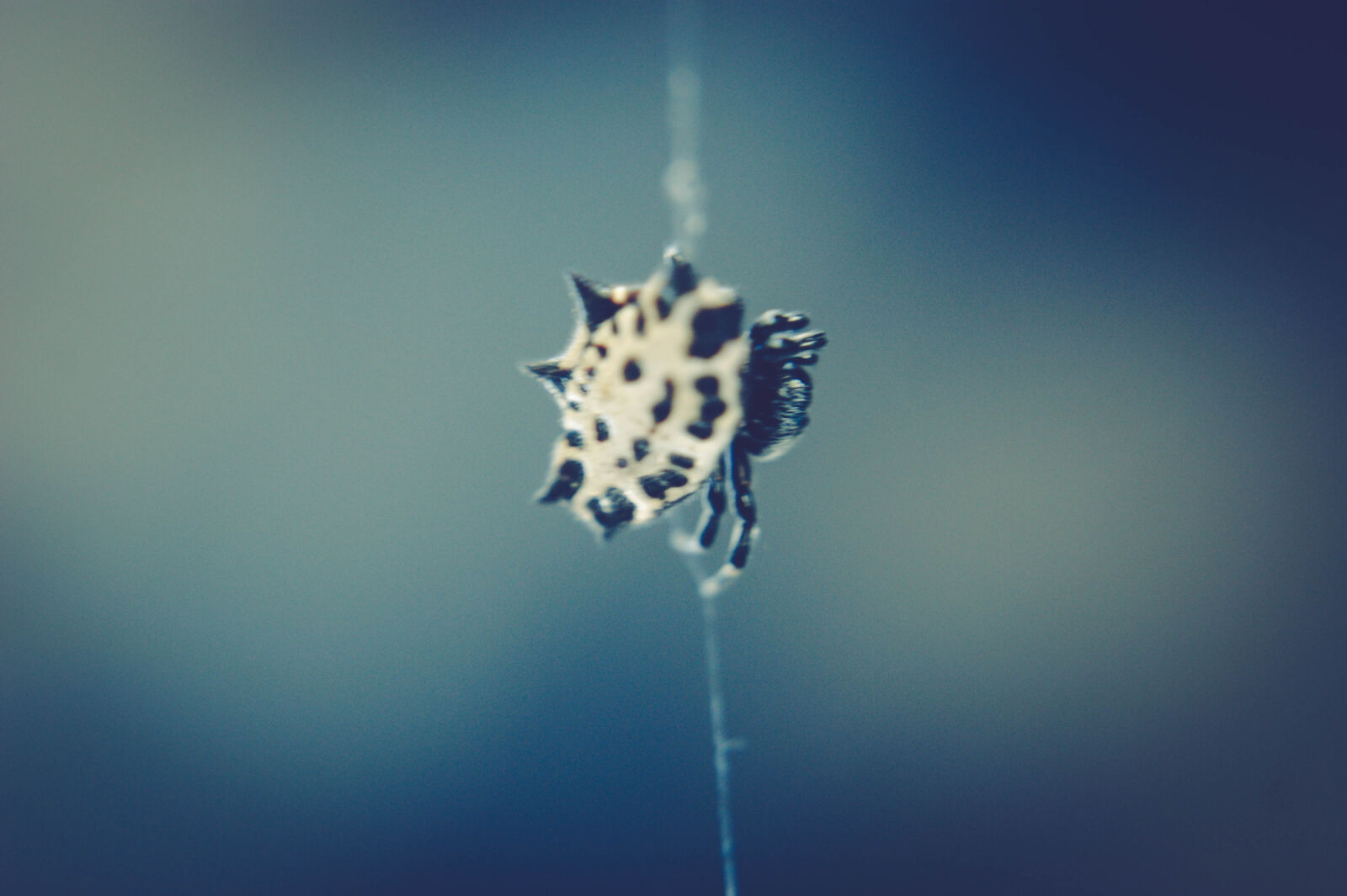 Sony Alpha DSLR-A390 sample photo. Spider photography