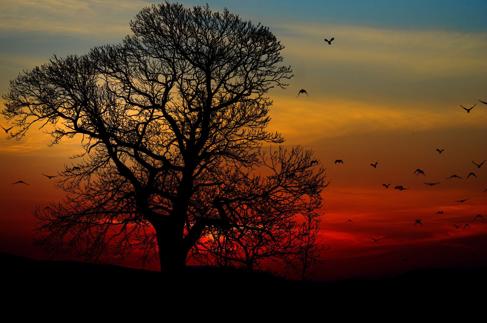 Pentax K-5 sample photo. Sunset, tree, birds photography