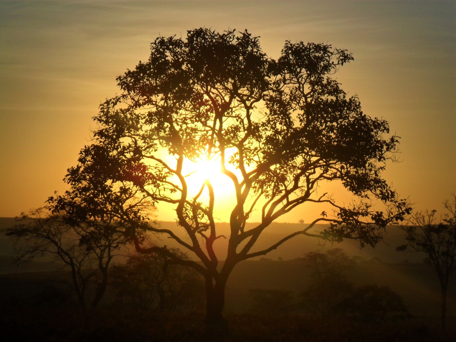 Samsung ES73 / VLUU ES73 /  SL605 sample photo. Tree, dawn, cerrado photography