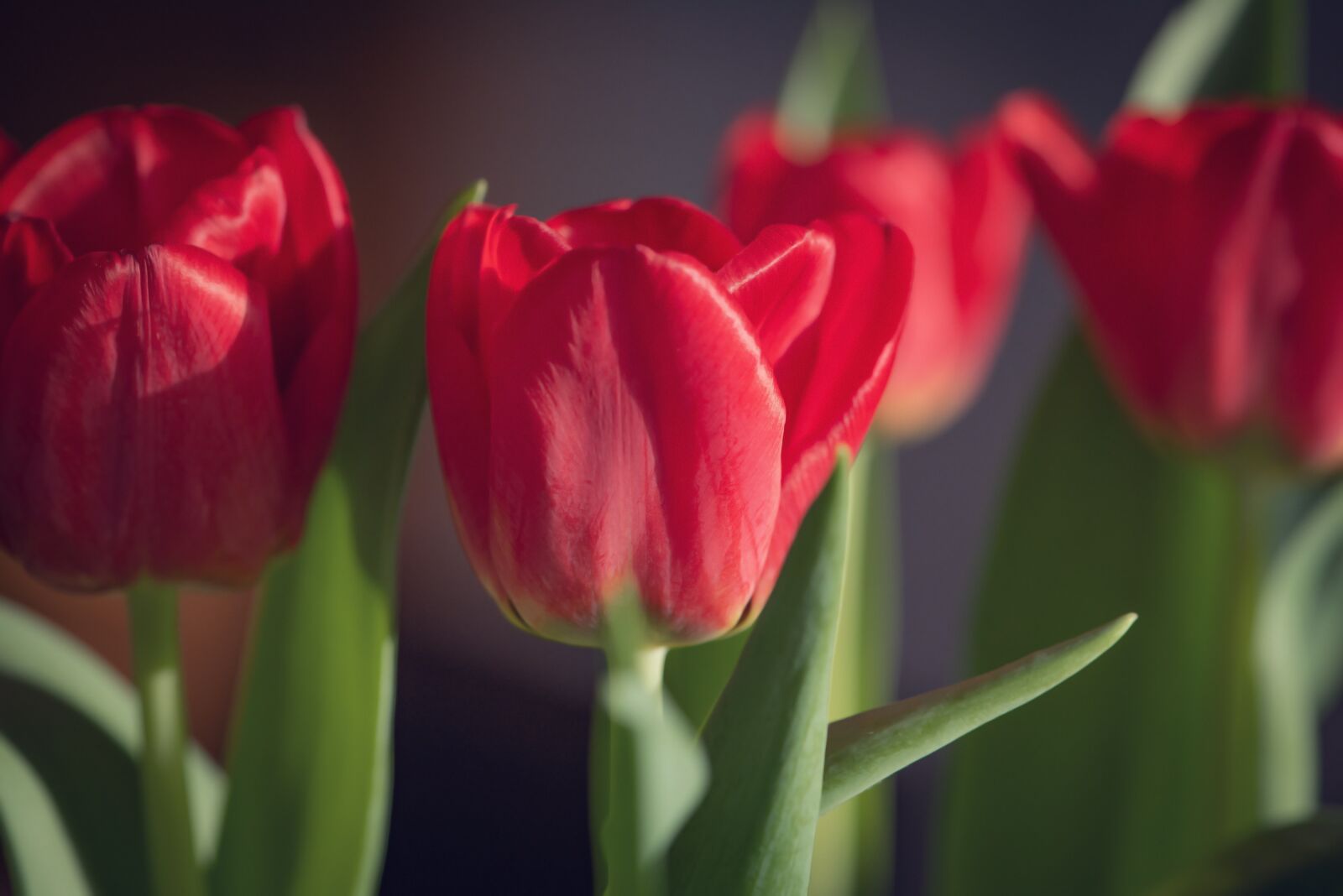 Nikon D750 sample photo. Tulips, red, flowers photography