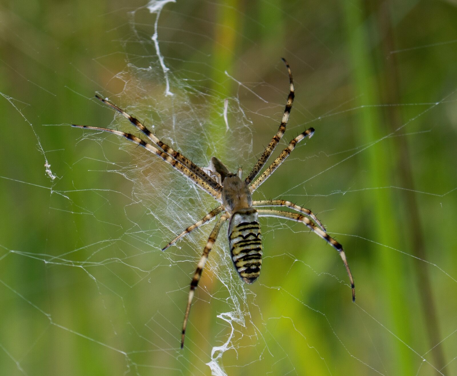 Nikon D5200 sample photo. Spider, spider web, macro photography