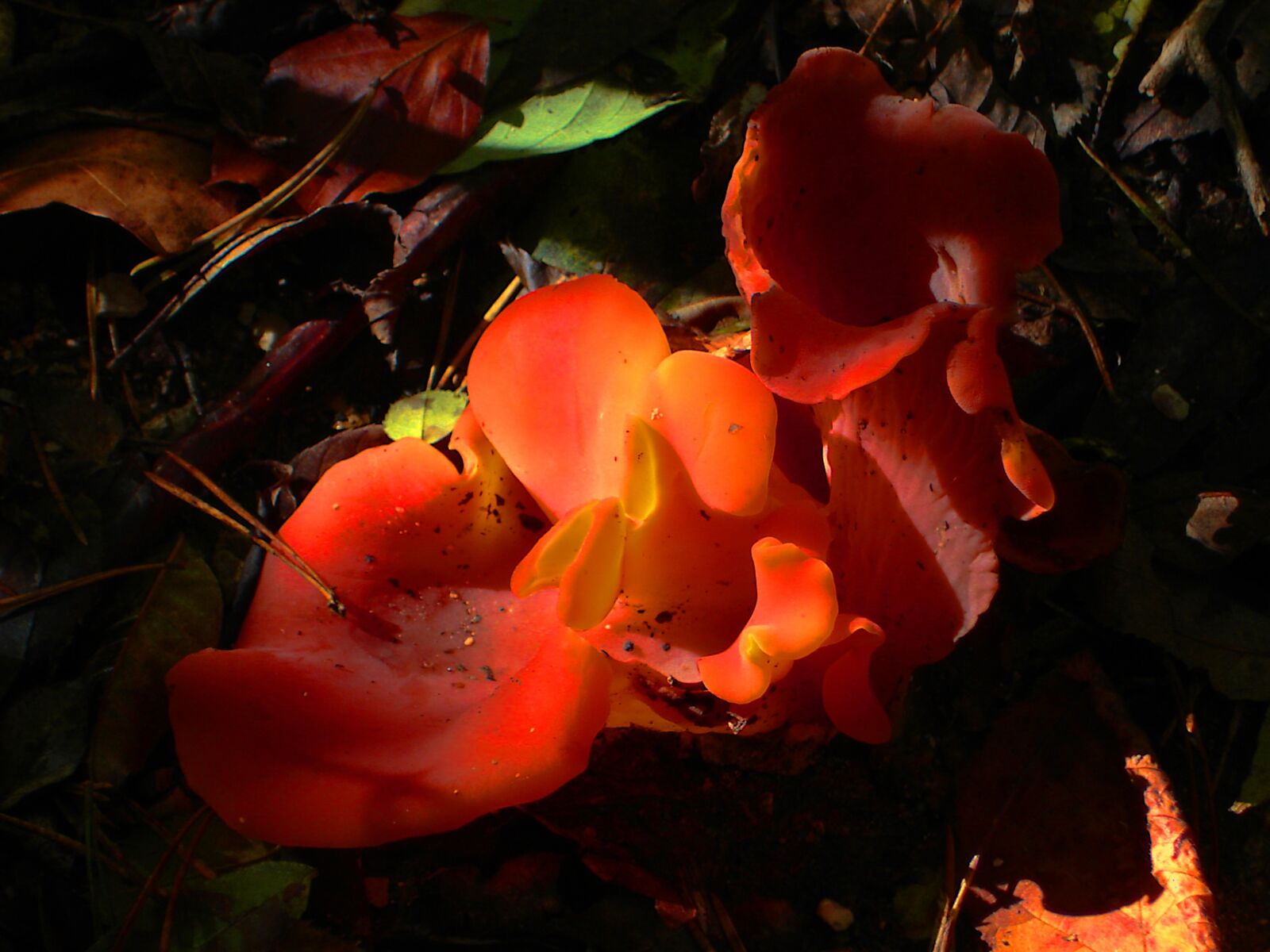 Sony DSC-P200 sample photo. Mushroom, red, becherling photography