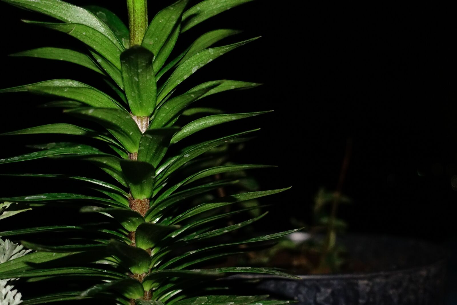 Sony DSC-RX100M5 sample photo. Stem, green leaves, night photography