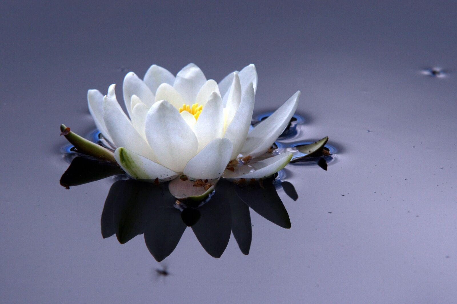 Canon EOS 20D sample photo. Flower, the nature of photography