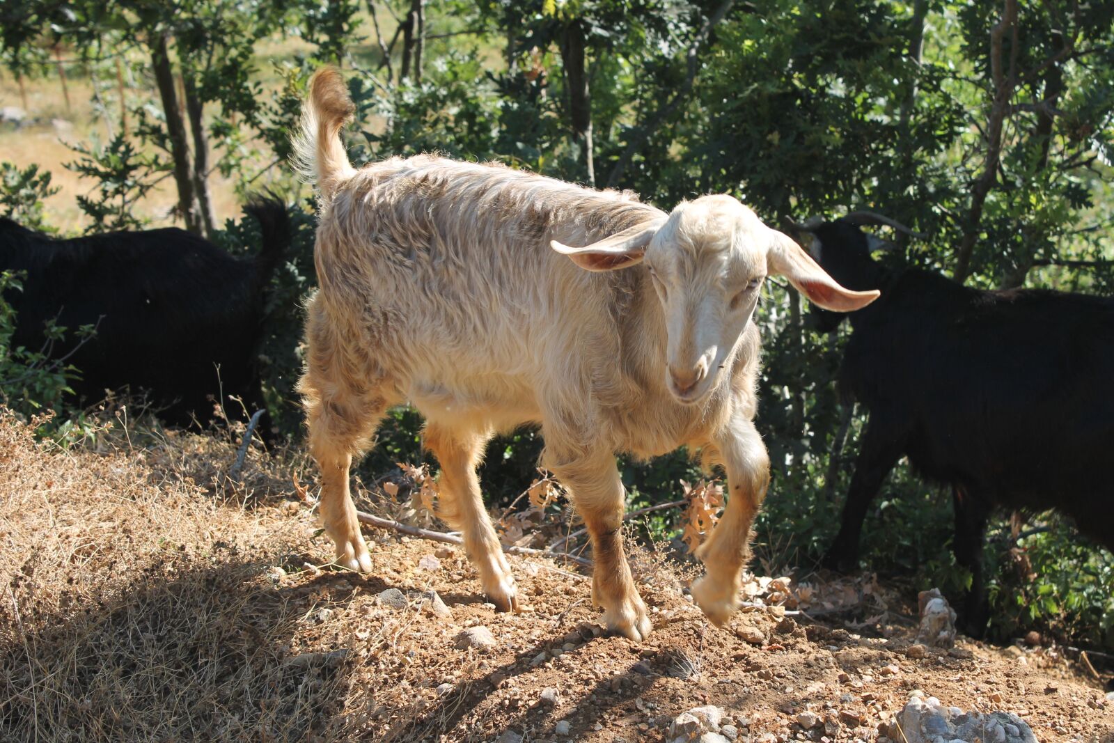 Canon EOS 1100D (EOS Rebel T3 / EOS Kiss X50) sample photo. Goat, animal, nature photography