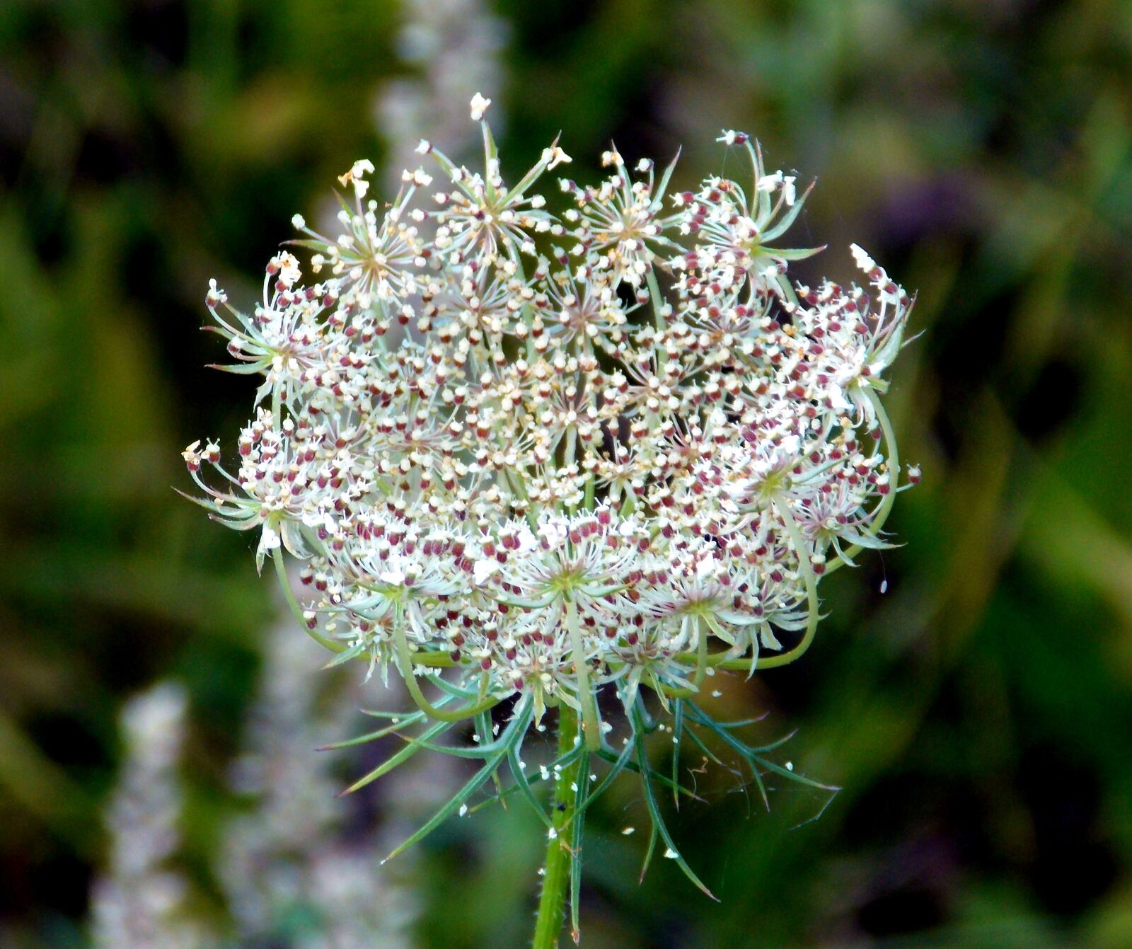 Nikon Coolpix L810 sample photo. Grassland plants, pointed flower photography