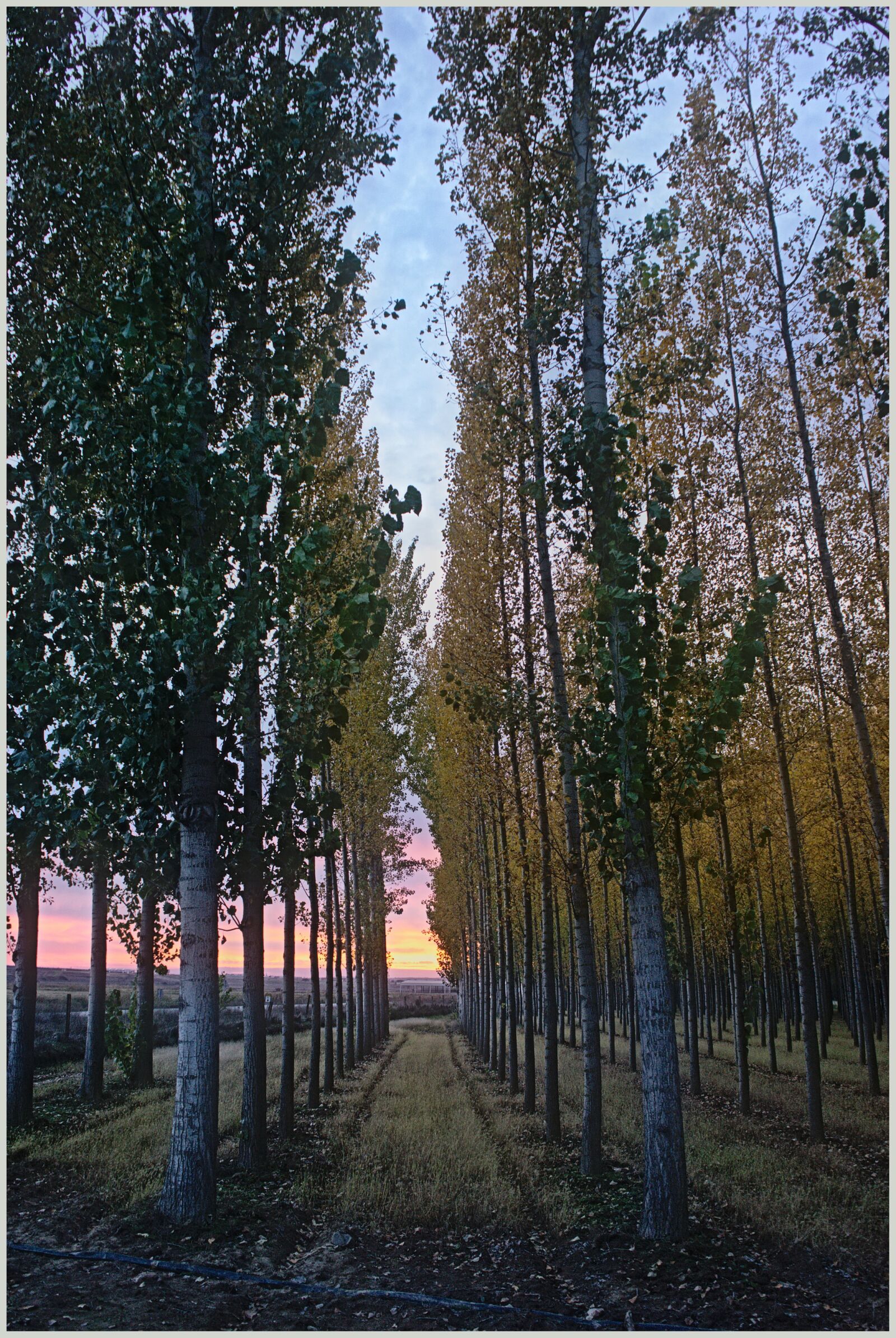 Sony a7 + Sony FE 28-70mm F3.5-5.6 OSS sample photo. Arboleda, sunset, autumn photography