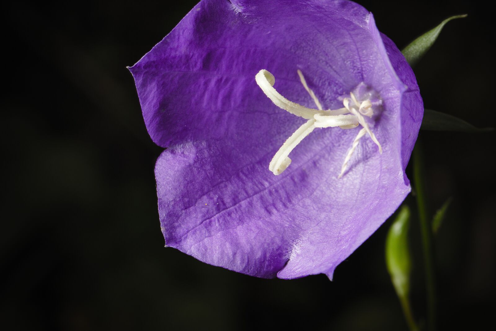 Canon EOS M5 sample photo. Bellflower, blossom, bloom photography