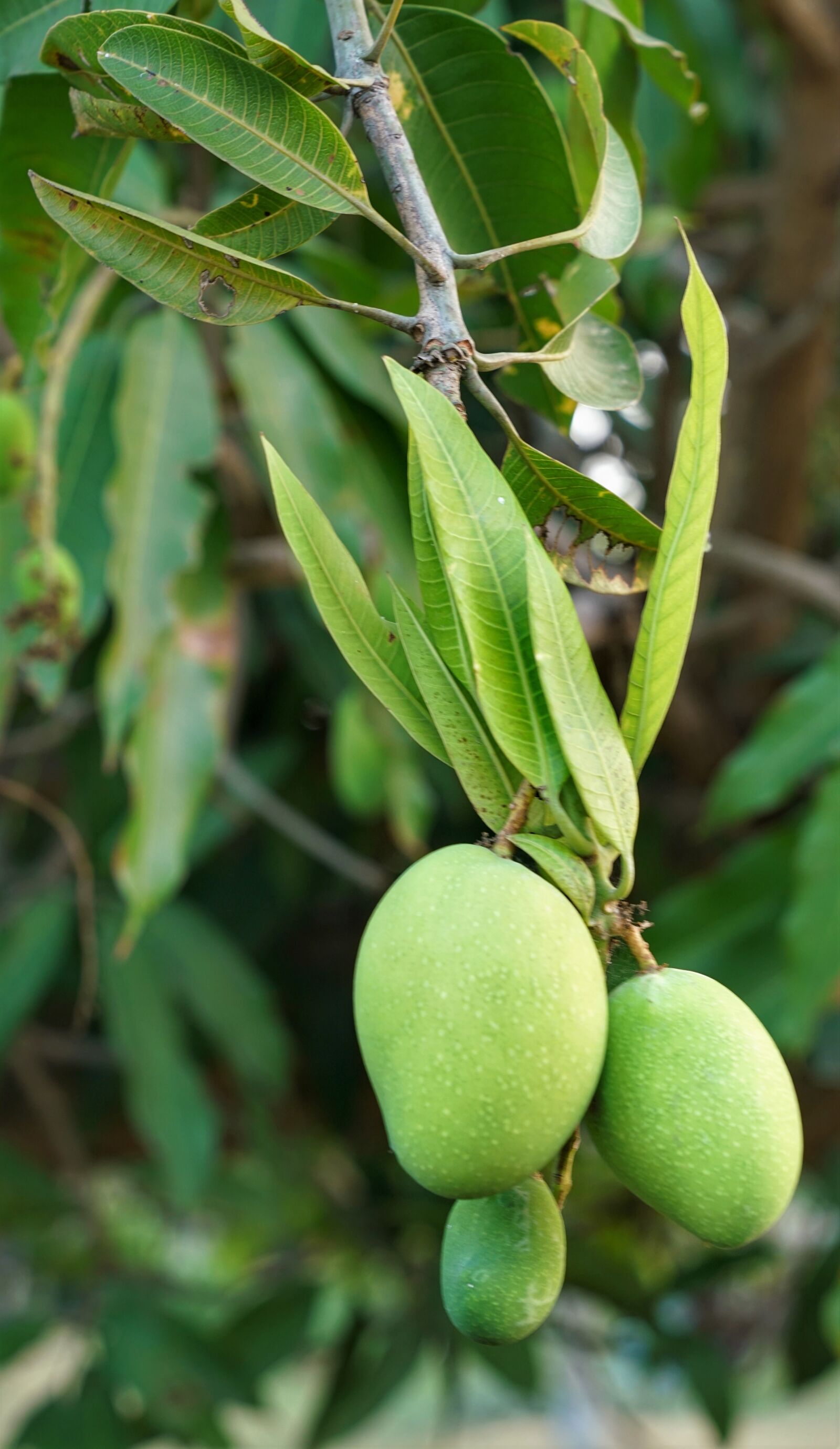 Sony a7R II + Sony FE 24-70mm F2.8 GM sample photo. Mango, tree, young photography