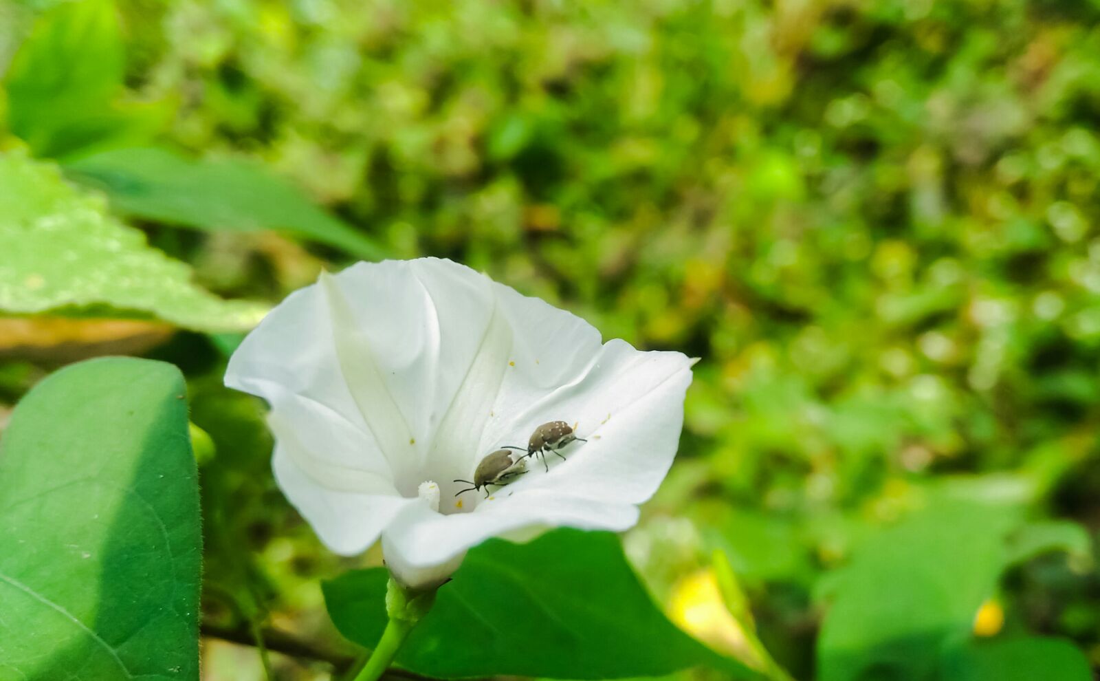 ASUS ZenFone Selfie (ZD551KL) sample photo. Nature, flower, white photography
