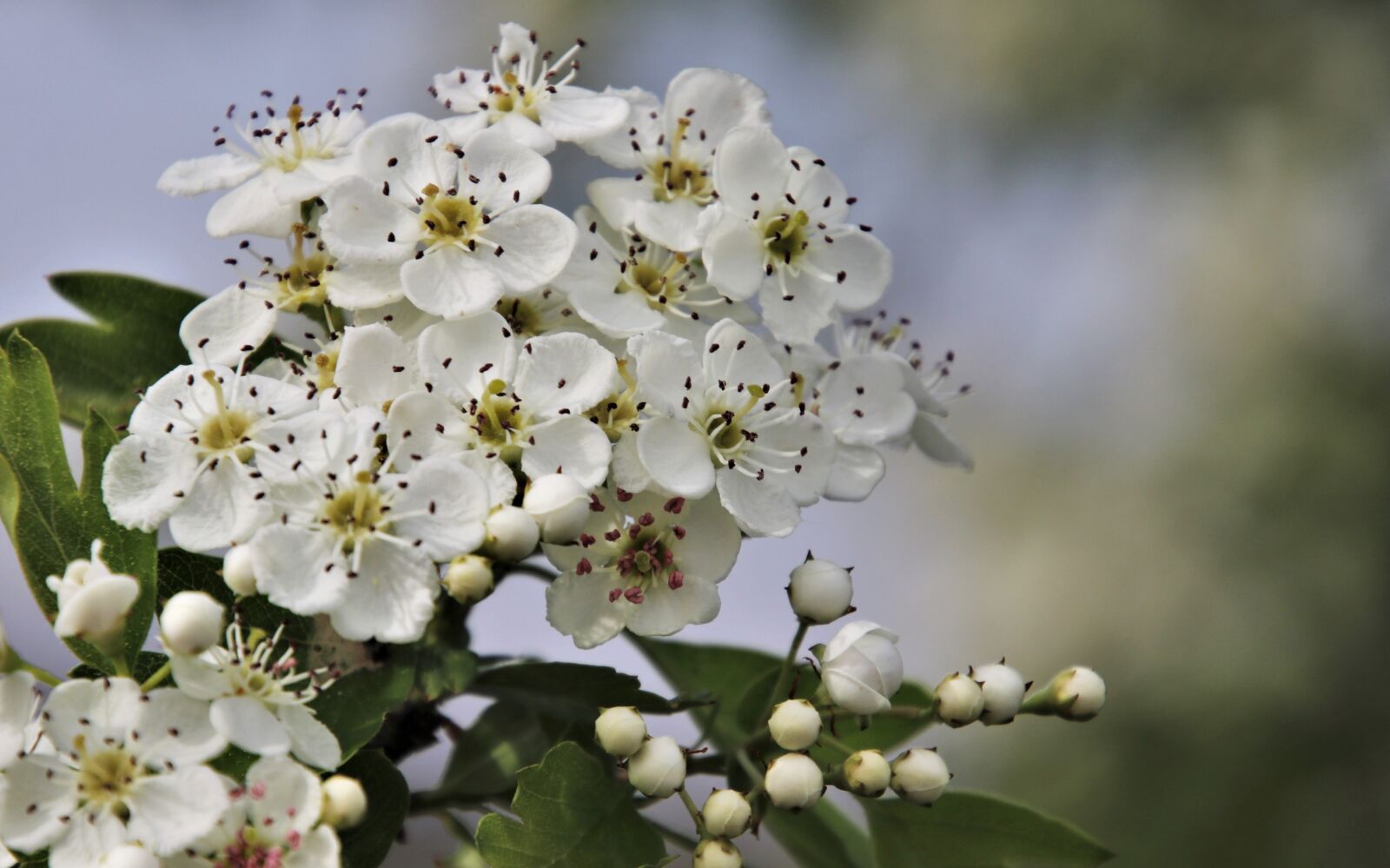 Canon EOS 80D sample photo. Crataegus, biel, spring photography