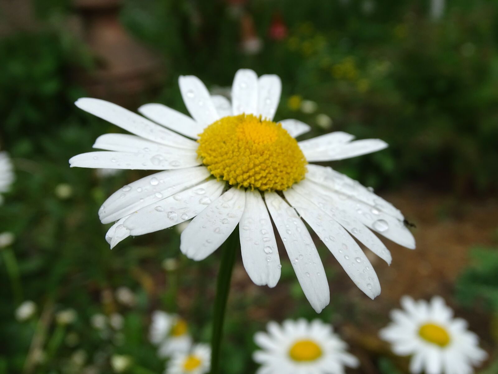 Sony Cyber-shot DSC-HX400V sample photo. Marguerite, raindrop, wild daisy photography