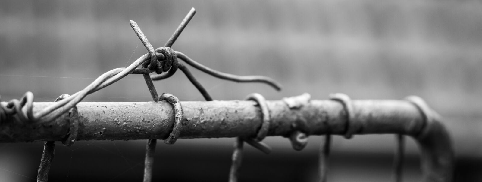 Canon EOS 700D (EOS Rebel T5i / EOS Kiss X7i) + Canon EF 50mm F1.8 STM sample photo. Barbed wire, wire, fencing photography