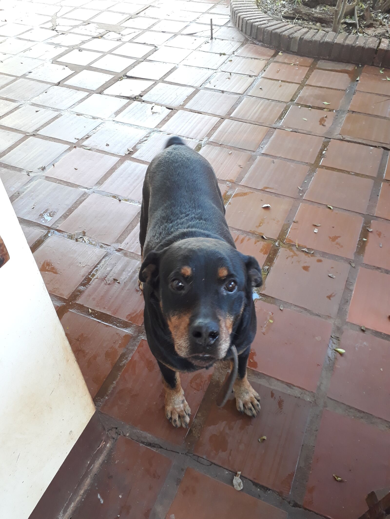 Samsung Galaxy J7 Prime sample photo. Dog, puppy photography