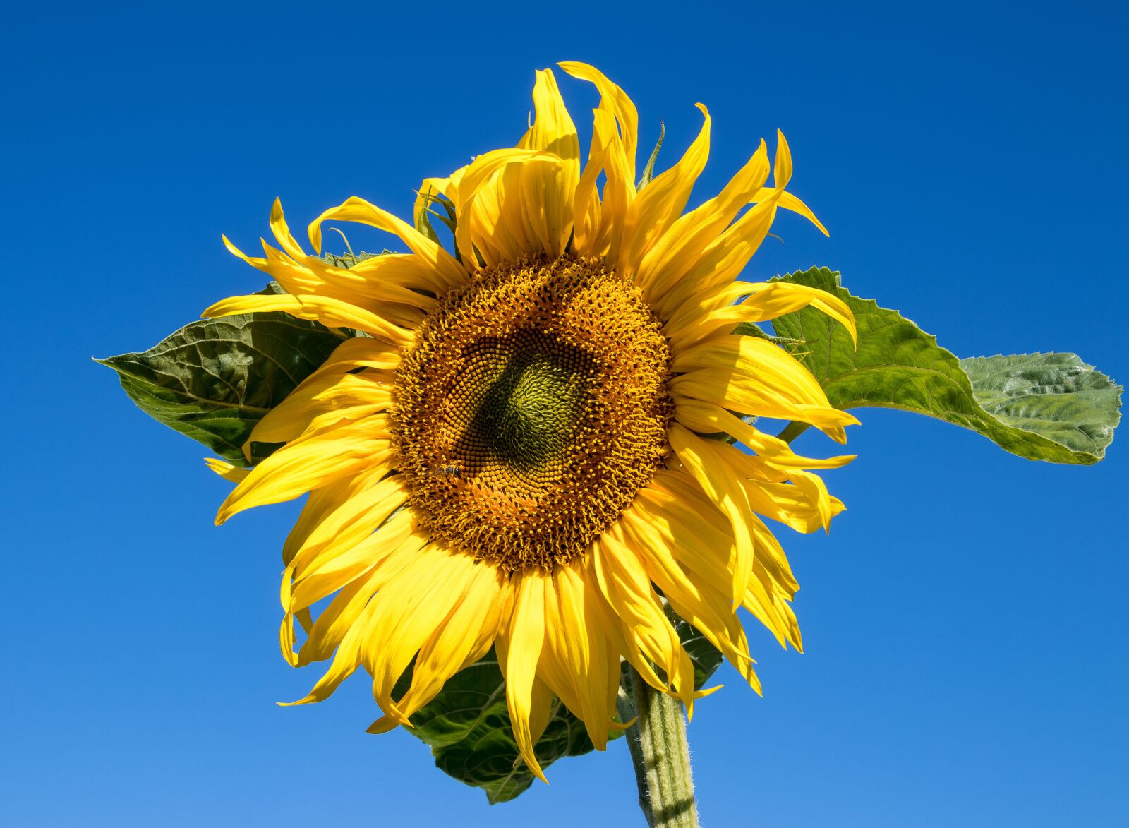 Canon EOS 80D sample photo. Sunflower, flower, plant photography