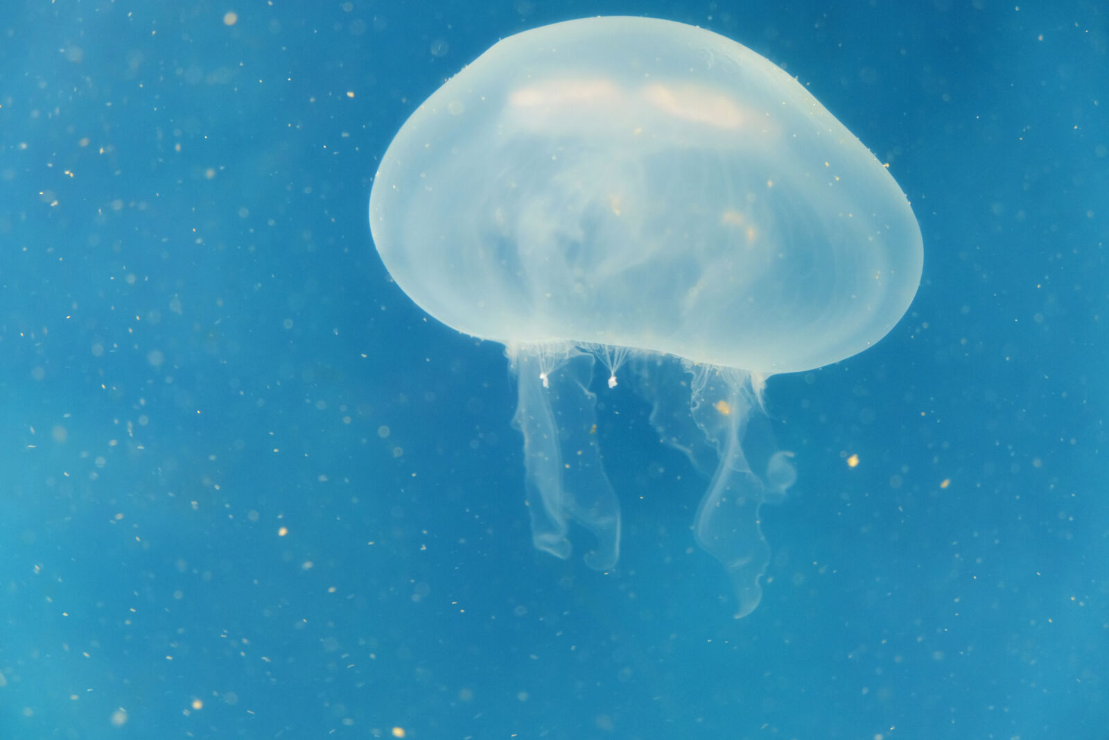 Fujifilm X-T10 sample photo. Jellyfish, ocean, sea, sea photography