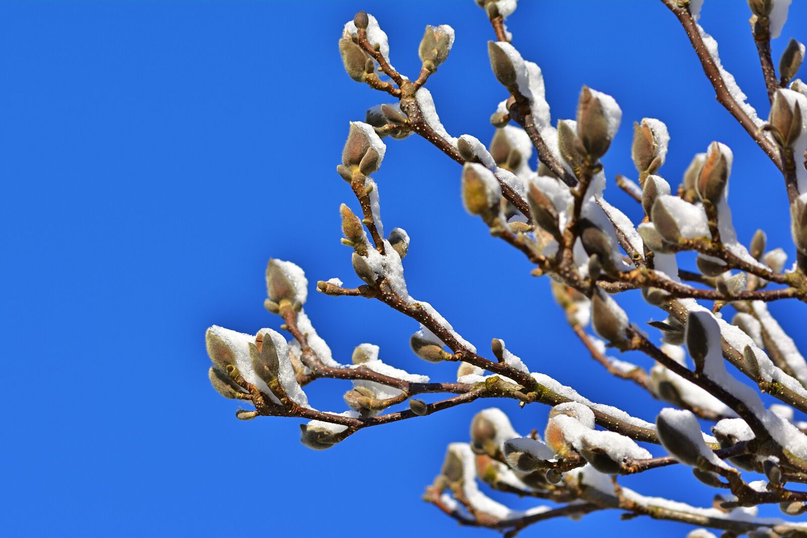 Nikon D5200 sample photo. Nature, spring, snow photography