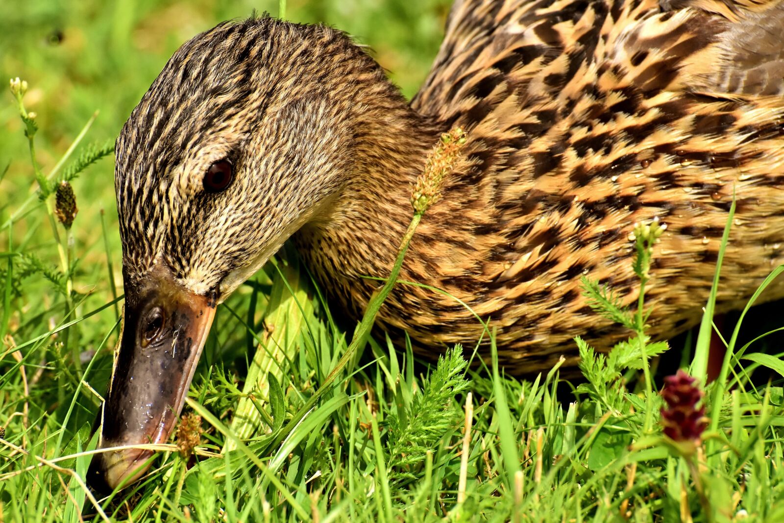 Nikon D7200 sample photo. Mallard, duck, bird photography
