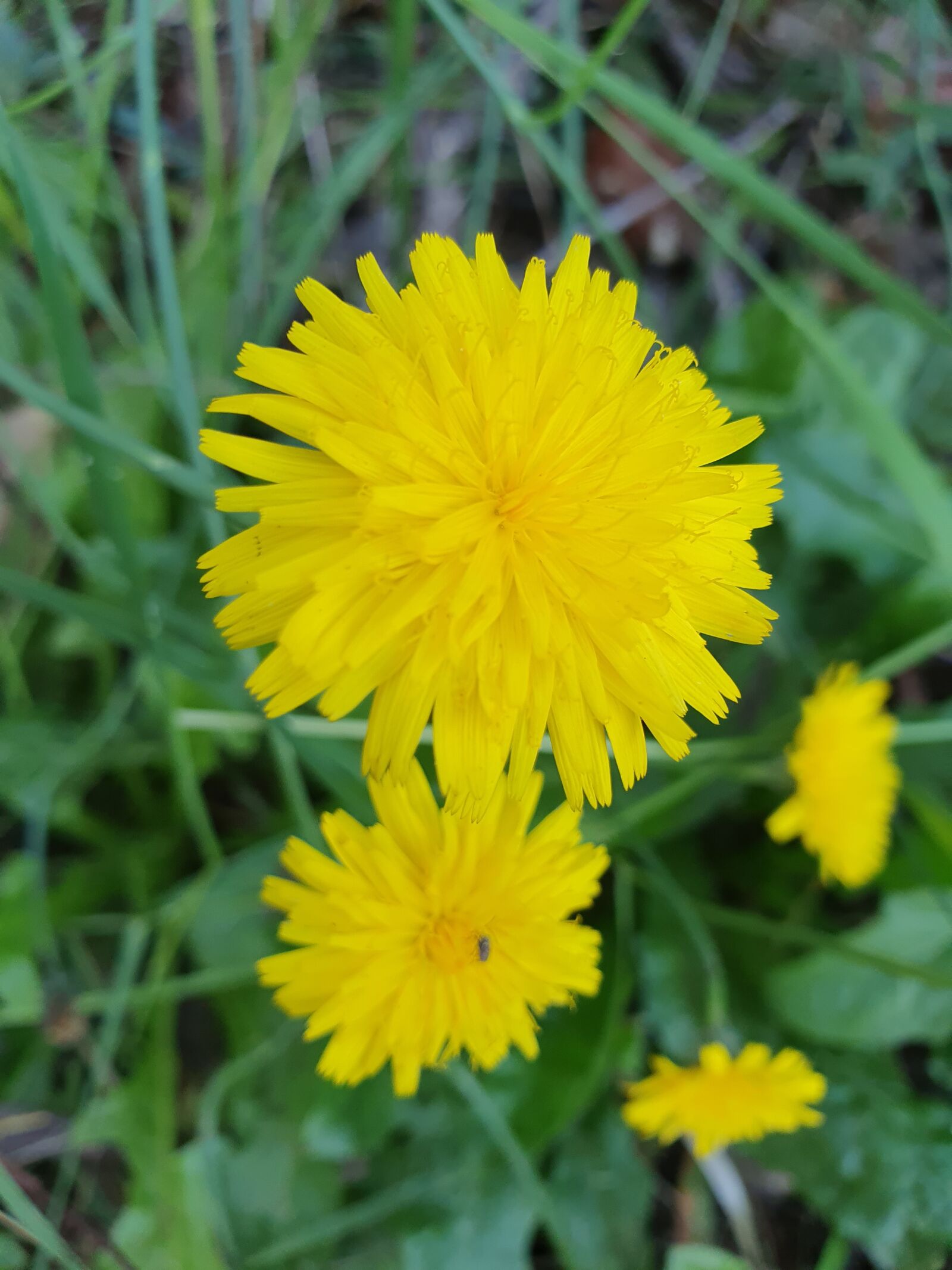 Samsung Galaxy S10 sample photo. Dandelion, weed, yellow photography