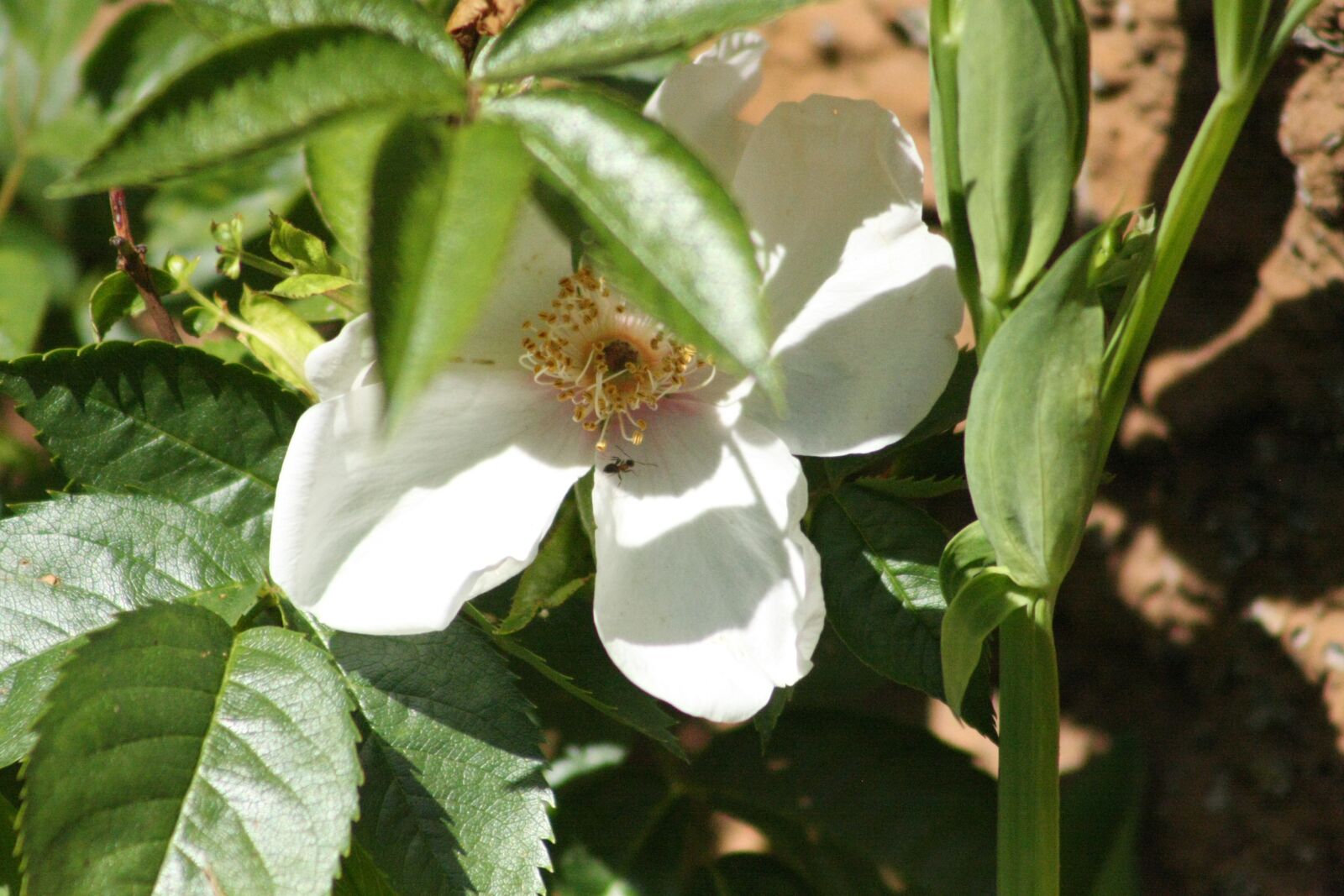 Canon EOS 40D sample photo. Flower, blossom, bloom photography