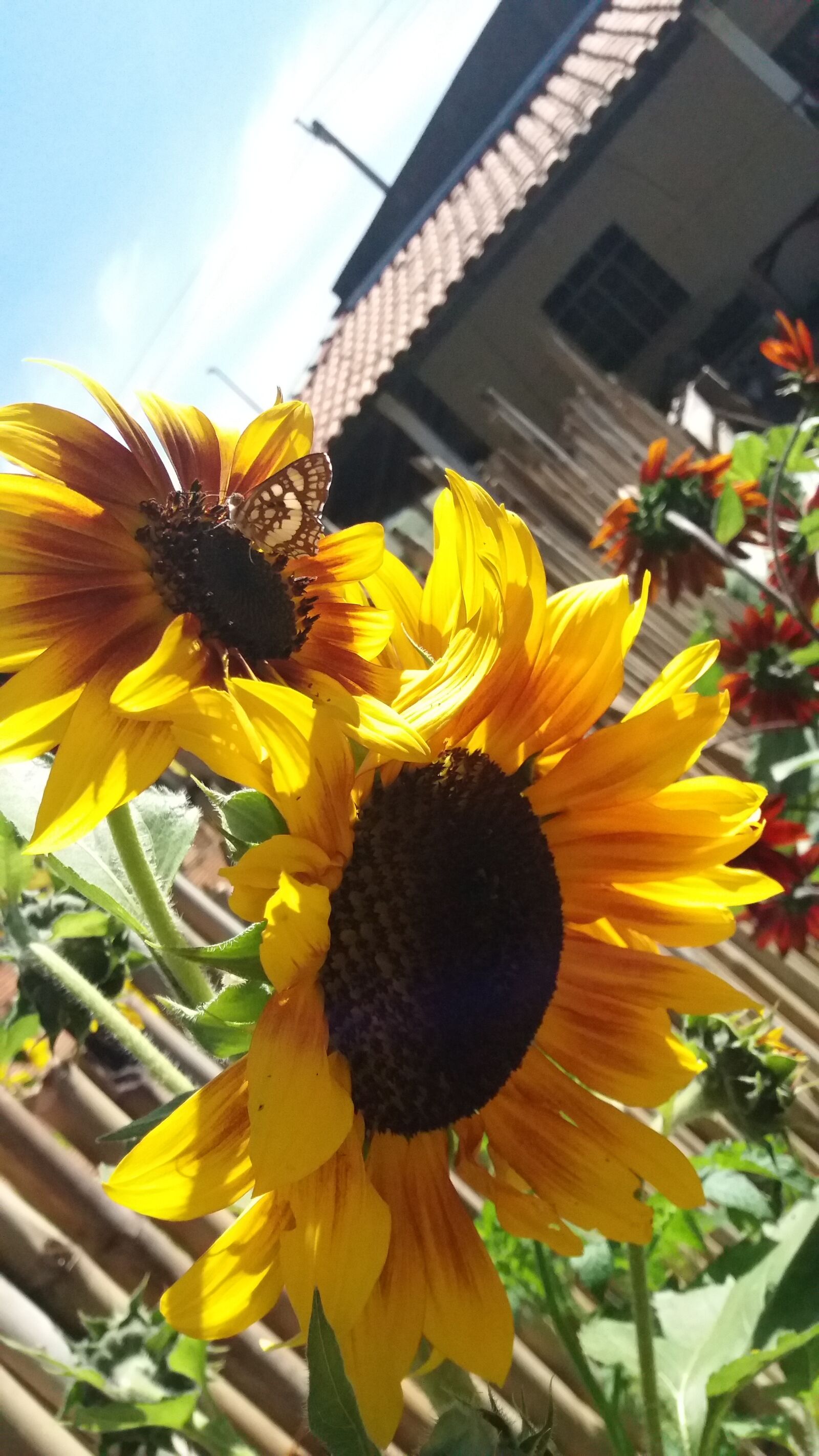 Samsung Galaxy J5 sample photo. Flor, girassol, jardim photography