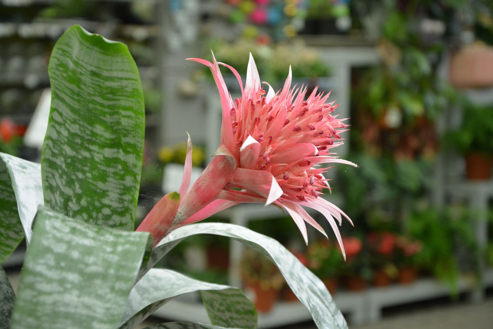 Nikon D5200 sample photo. Flower, plant, aechmea photography
