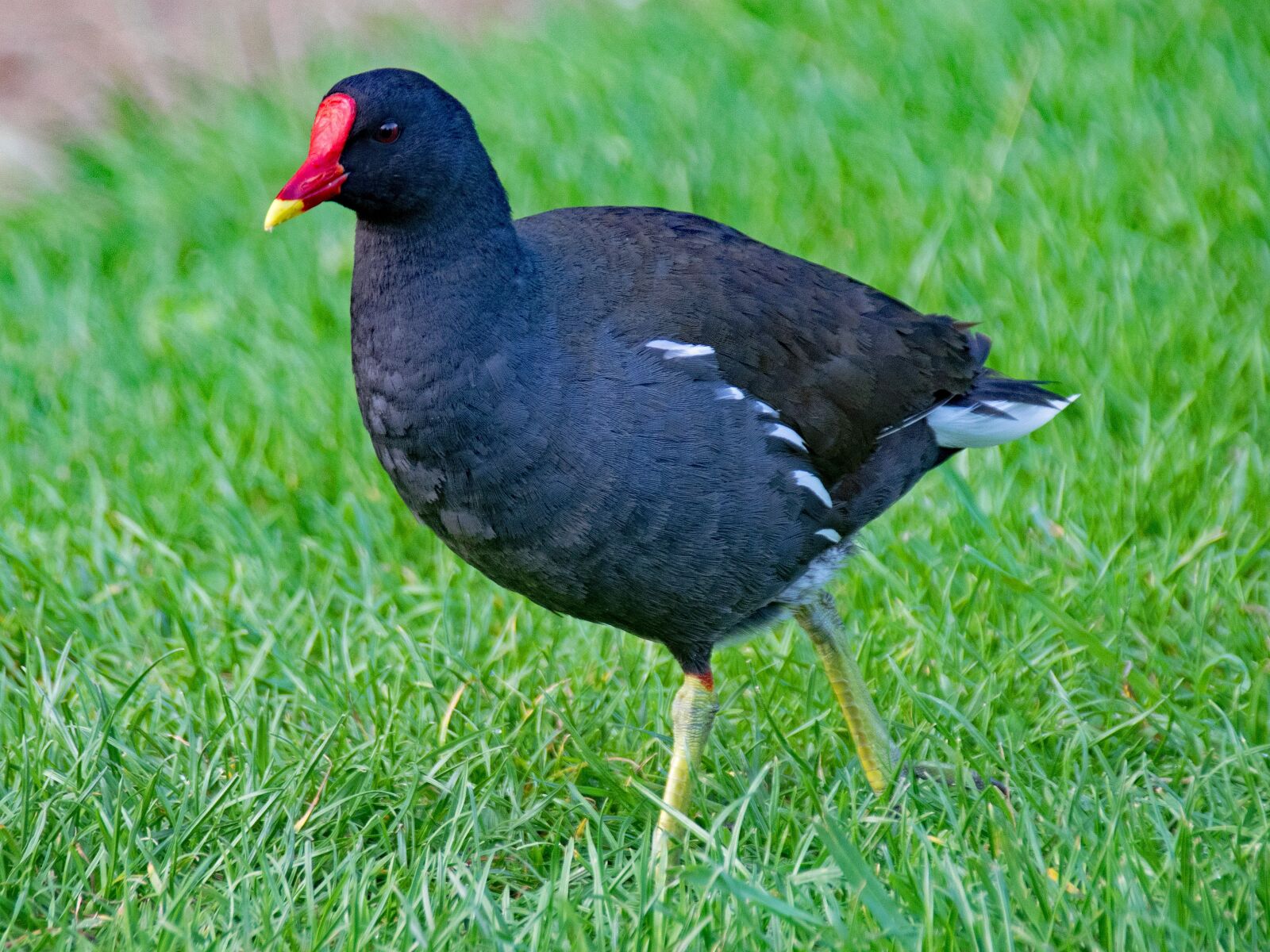 Nikon D5300 sample photo. Common moorhen, gallinula chloropus photography
