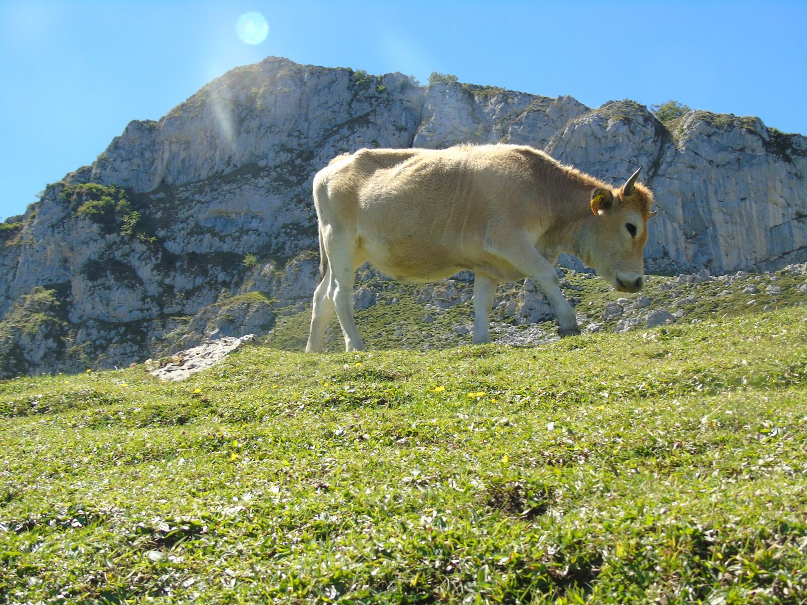 Sony Cyber-shot DSC-H400 sample photo. Cow, asturias, covadonga lakes photography