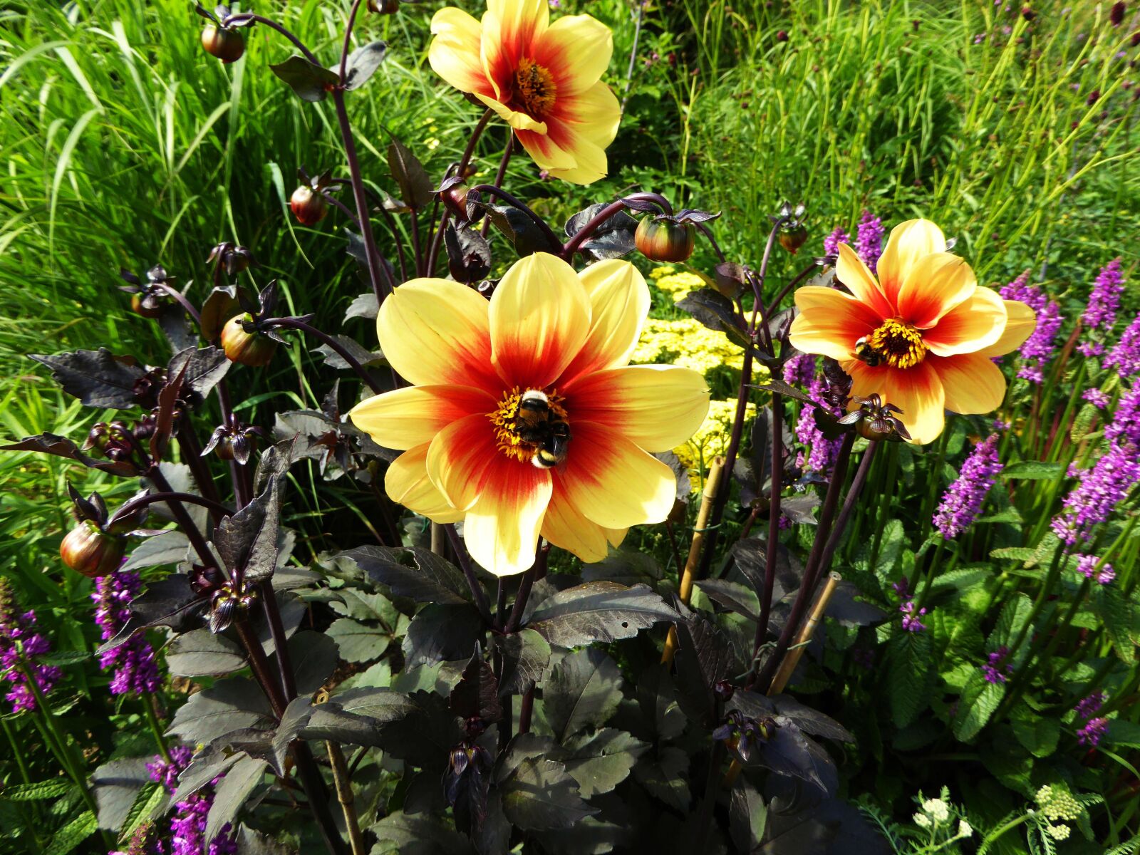 Panasonic DMC-TZ61 sample photo. Flower bed, art garden photography