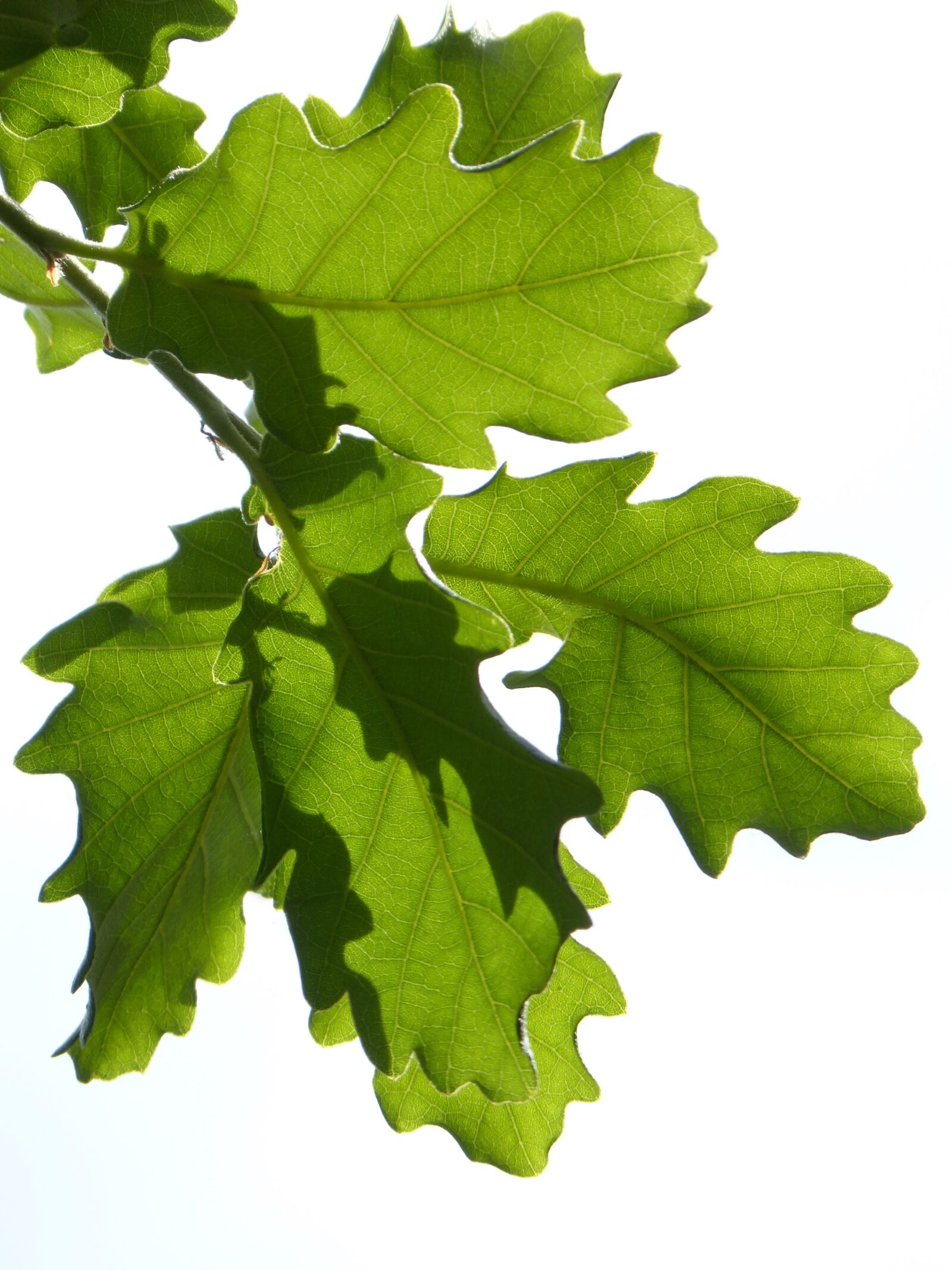 Panasonic DMC-FZ62 sample photo. Leaves, oak, translucent photography