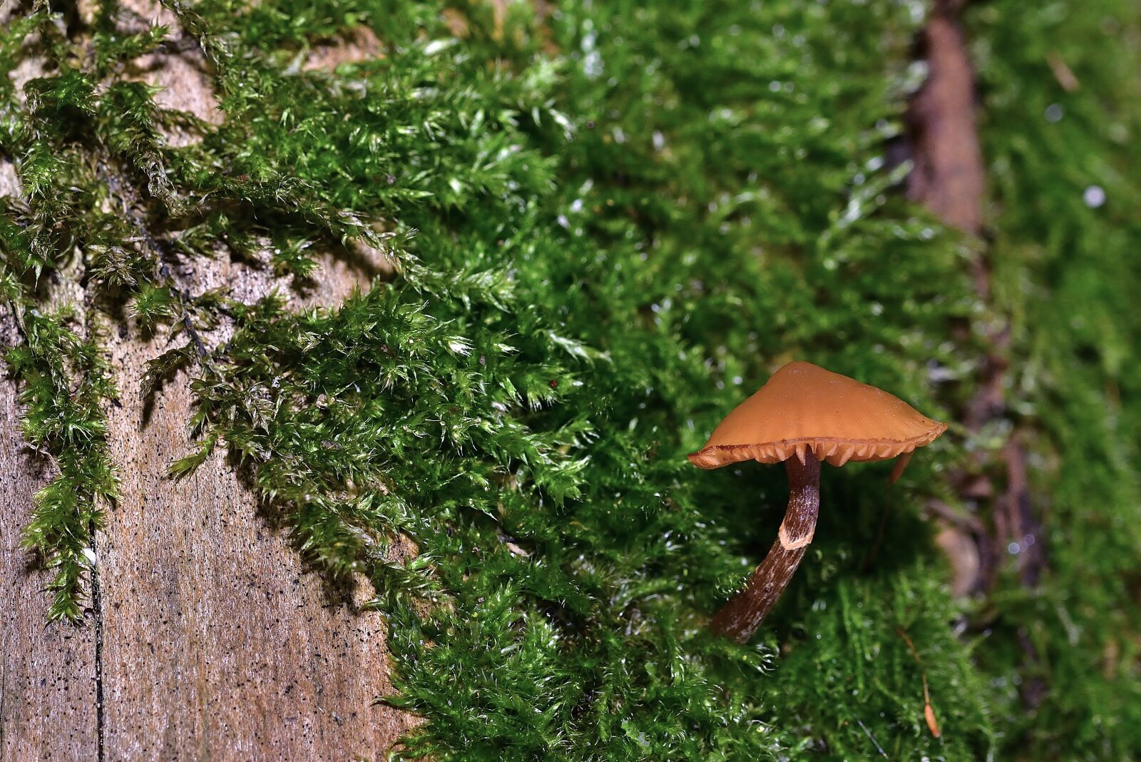 Nikon D5200 sample photo. Nature, forest, screen fungus photography